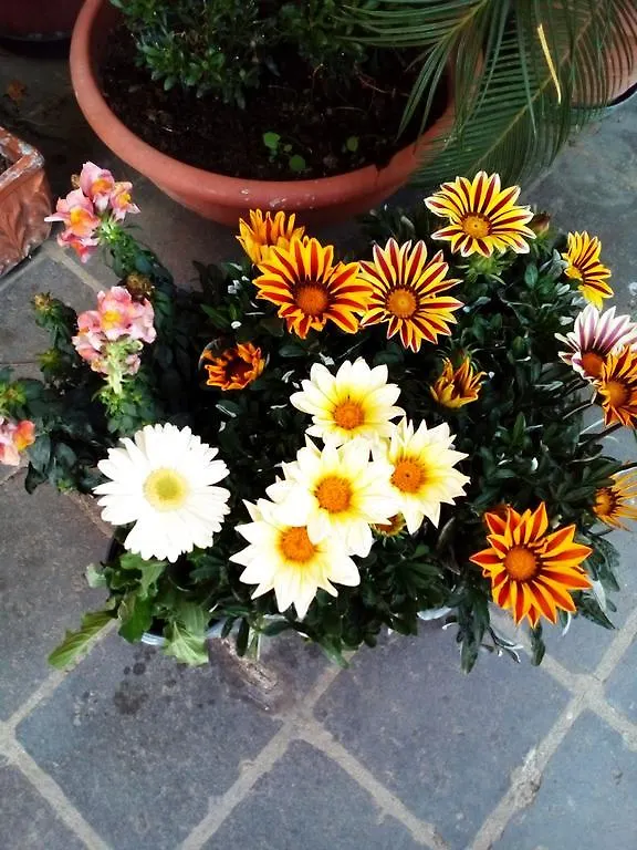 La Casa Di Ro Bed and Breakfast Roma